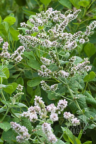 MENTHA_SUAVEOLENS_ROTUNDIFOLIA