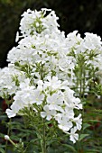 PHLOX PANICULATA MOUNT FUJI