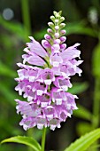 PHYSOSTEGIA VIRGINIANA ROSEA