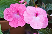 ACHIMENES WETTERFLOWS TRIUMPH