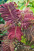 ALBIZIA SUMMER CHOCOLATE