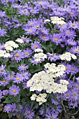 ASTER AMELLUS KING GEORGE & ACHILLEA CREDO