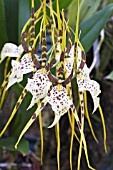 BRASSIA REX