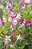 CLEMATIS X TRITERNATA RUBROMARGINATA