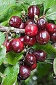 CORNUS MAS - AUTUMN FRUITS