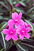 DIPTEROCANTHUS (RUELLIA) MAKOYANA MAUVE