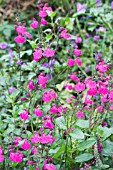 SALVIA MICROPHYLLA PINK BLUSH