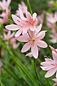 SCHIZOSTYLIS VISCOUNTESS BYNG