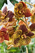 VANDA LEOPARD