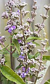 VITEX AGNUS-CASTUS LATIFOLIA