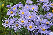 ASTER AMELLUS KING GEORGE