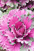 BRASSICA OLERACEA NORTHERN LIGHTS RED