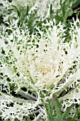 BRASSICA OLERACEA PEACOCK WHITE