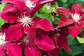 CLEMATIS REBECCA (EVIPO039)