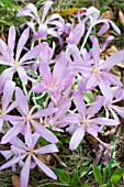 COLCHICUM AUTUMNALE