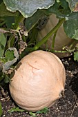 CUCUMIS MAXIMA AMISH PIE