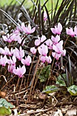 CYCLAMEN HEDERIFOLIUM WITH OPHIOPOGON NIGRESCENS