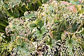 HOSTA FRANCES WILLIAMS (WITH SLUG DAMAGE)