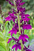 LOBELIA HADSPEN PURPLE