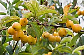 MALUS GOLDEN HORNET