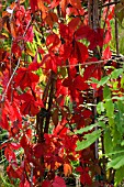 PARTHENOCISSUS QUINQUEFOLIA