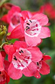 PENSTEMON ETNA