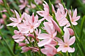 SCHIZYOSTYLIS VISCOUNTESS BYNG