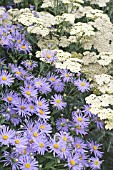 ASTER AMELLUS KING GEORGE & ACHILLEA CREDO