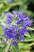 CARYOPTERIS X CLANDONENSIS DARK KNIGHT