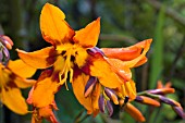 CROCOSMIA X CROCOSMIFLORA EMILY MCKENZIE