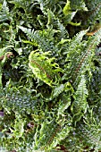 DRYOPTERIS AFFINIS CONGESTA CRISTATA