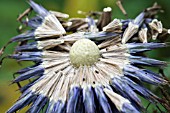 ECHINOPS RITRO