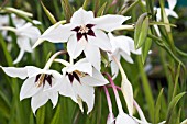 GLADIOLUS MURIELAE