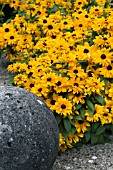 RUDBECKIA HIRTA GOLDILOCKS
