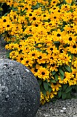 RUDBECKIA HIRTA GOLDILOCKS