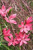 SCHIZOSTYLIS COCCINEA AMONGST ANEMANTHELE LESSONIANA