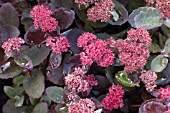 SEDUM ARTHUR BRANCH