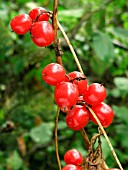 BLACK BRYONY FRUIT (TAMUS COMMUNIS)