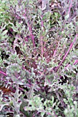 BRASSICA OLERACEA PEACOCK RED