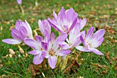 COLCHICUM SPECIOSUM