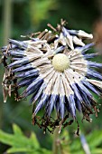 ECHINOPS RITRO