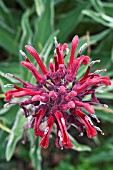 LOBELIA TUPA