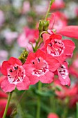 PENSTEMON ETNA