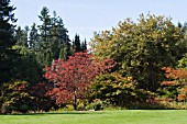 ACER ACONITIFOLIUM