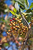 ARBUTUS MENZIESII