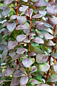 BERBERIS THUNBERGII HELMOND PILLAR