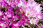 COLCHICUM AUTUMNALE (LEFT) THE GIANT (RIGHT)