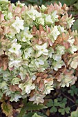 HYDRANGEA QUERCIFOLIA SNOW GIANT