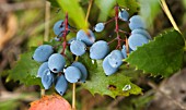 MAHONIA NERVOSA