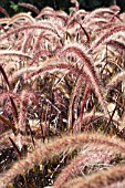 PENNISETUM SETACEUM RUBRUM